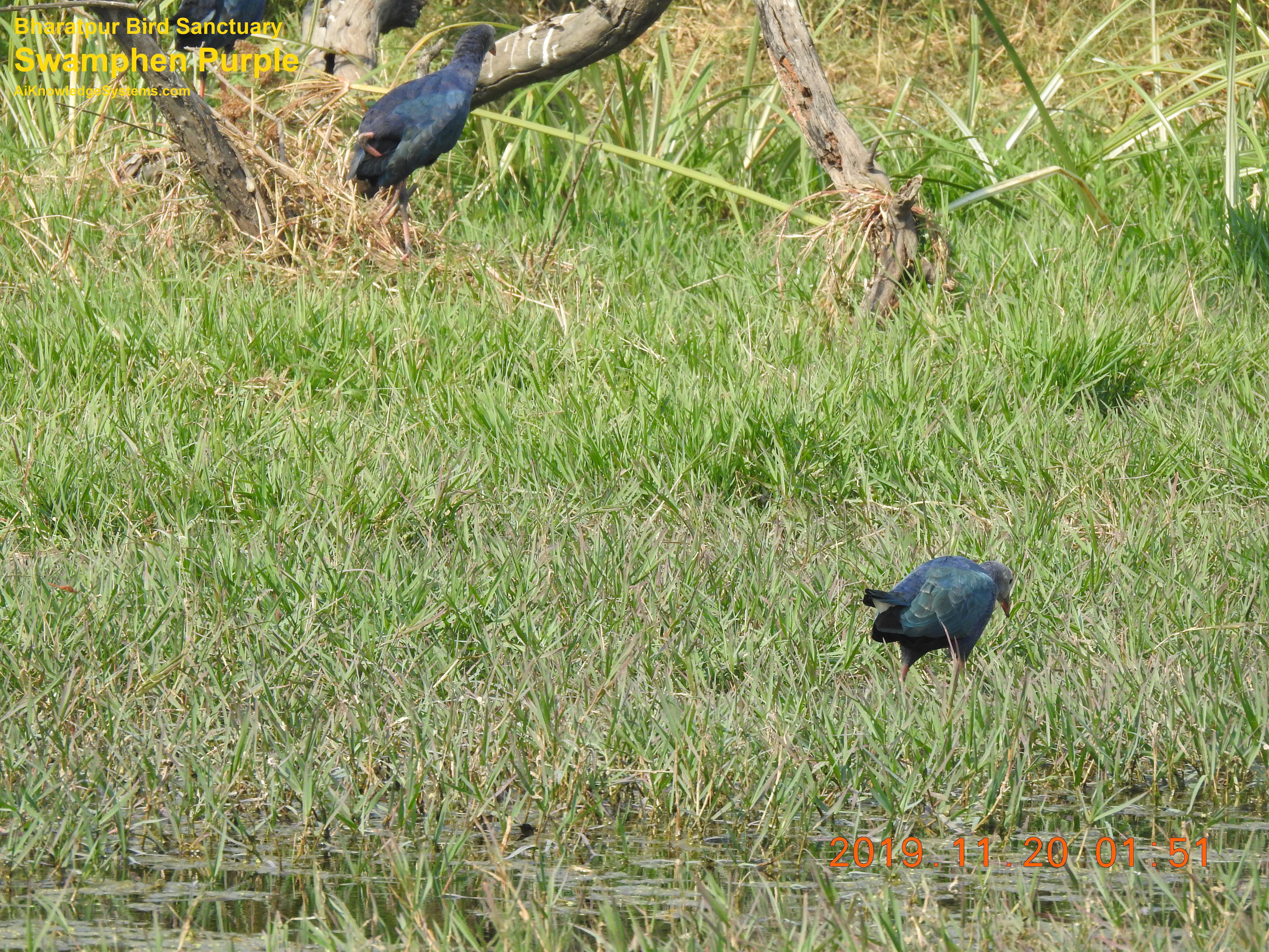 Swamphen Purple (2) Coming Soon